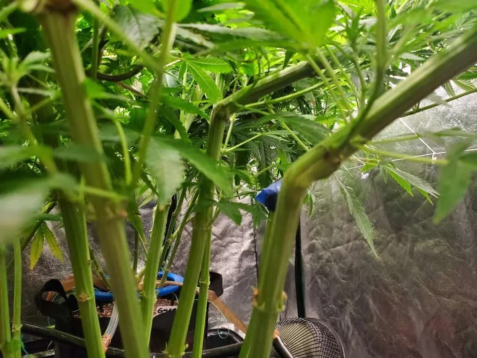 Super Crop Bends showing knuckles