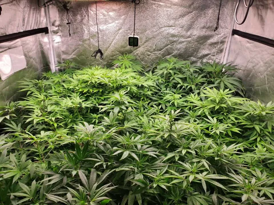 Super Crop Recovery