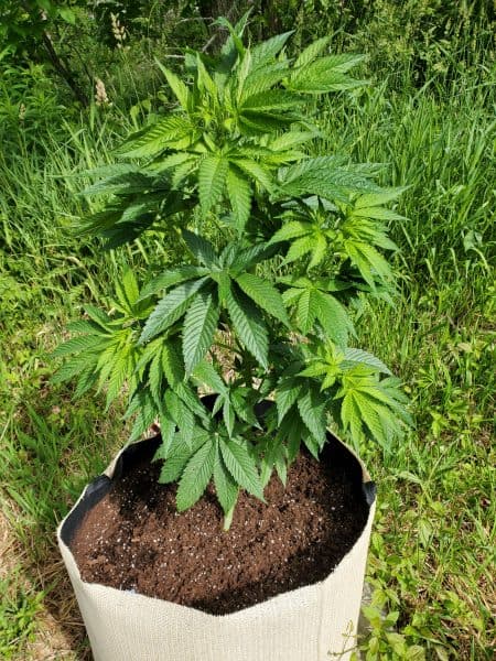 Marijuana growing in a container