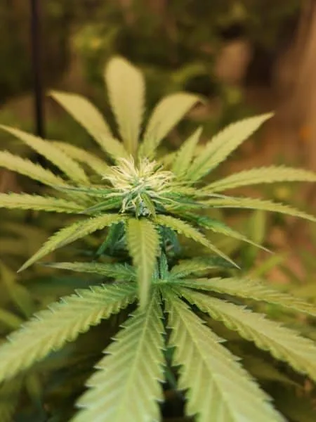 Understanding cannabis potency