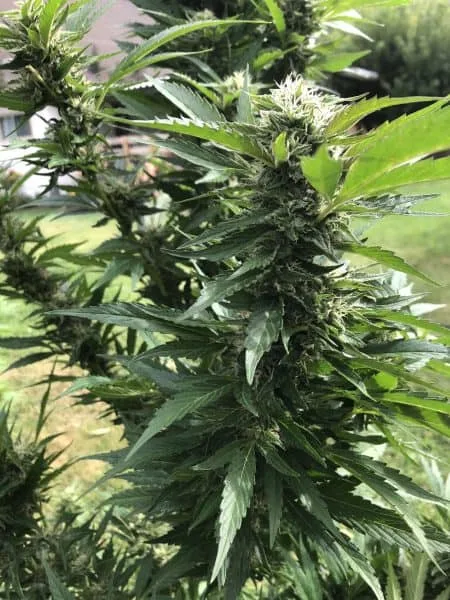 cannabis plant grow journal