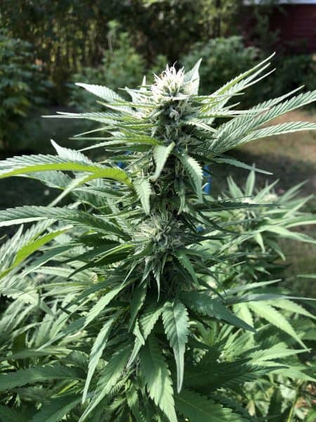 A flowering cannabis plant outdoors