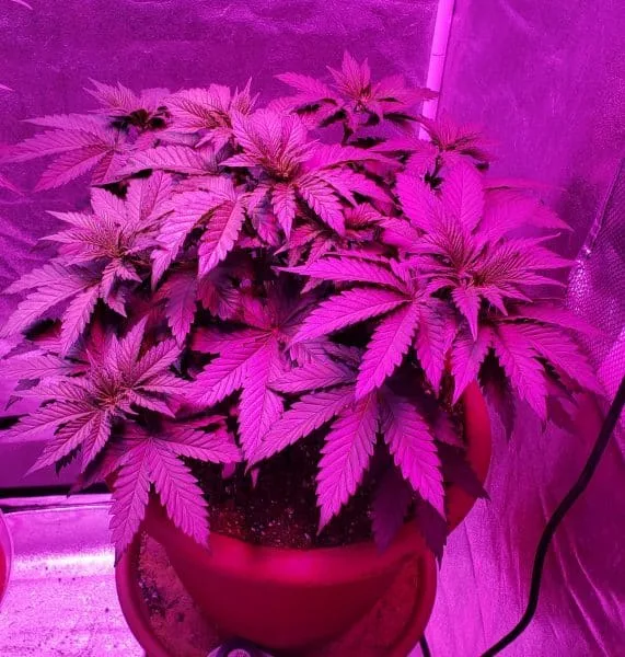 Indoor Peanut Butter Cannabis in Coco