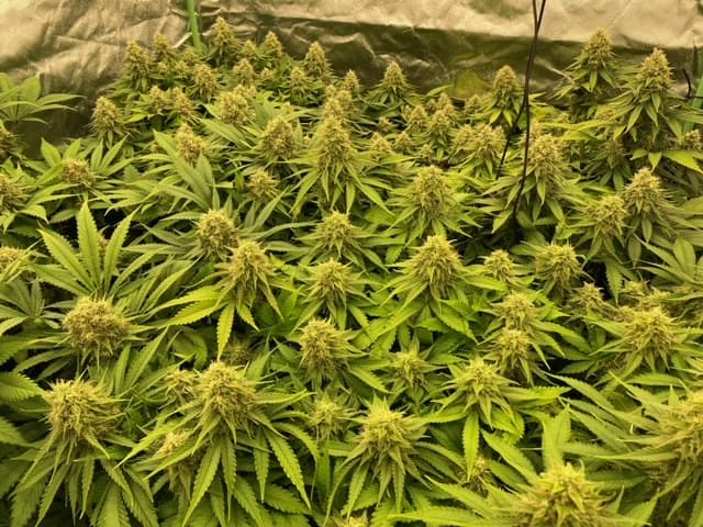 Tent full of flowering cannabis