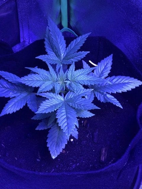 Cannabis in veg in grow tent