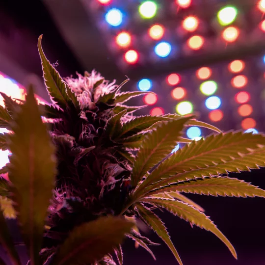 How to Cool Down a Cannabis Grow Tent That's Too Hot - Reefertilizer