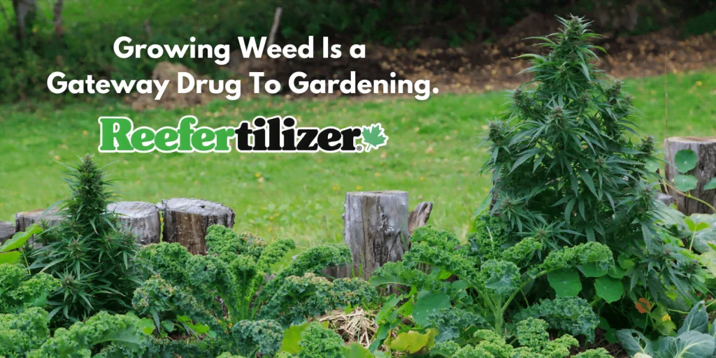 Growing weed is a gateway drug to gardening