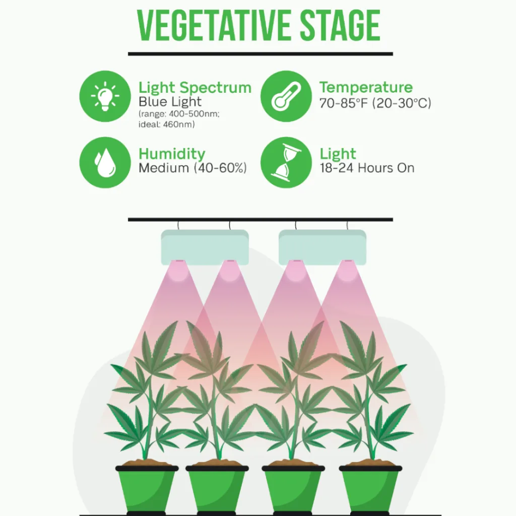Perfect environment for cannabis in veg