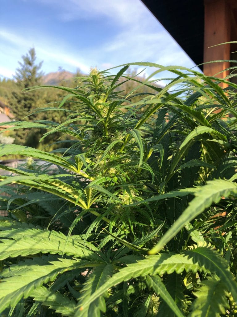 Mixing organic and synthetic nutrients