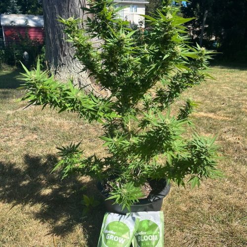 outdoor cannabis fertilizer