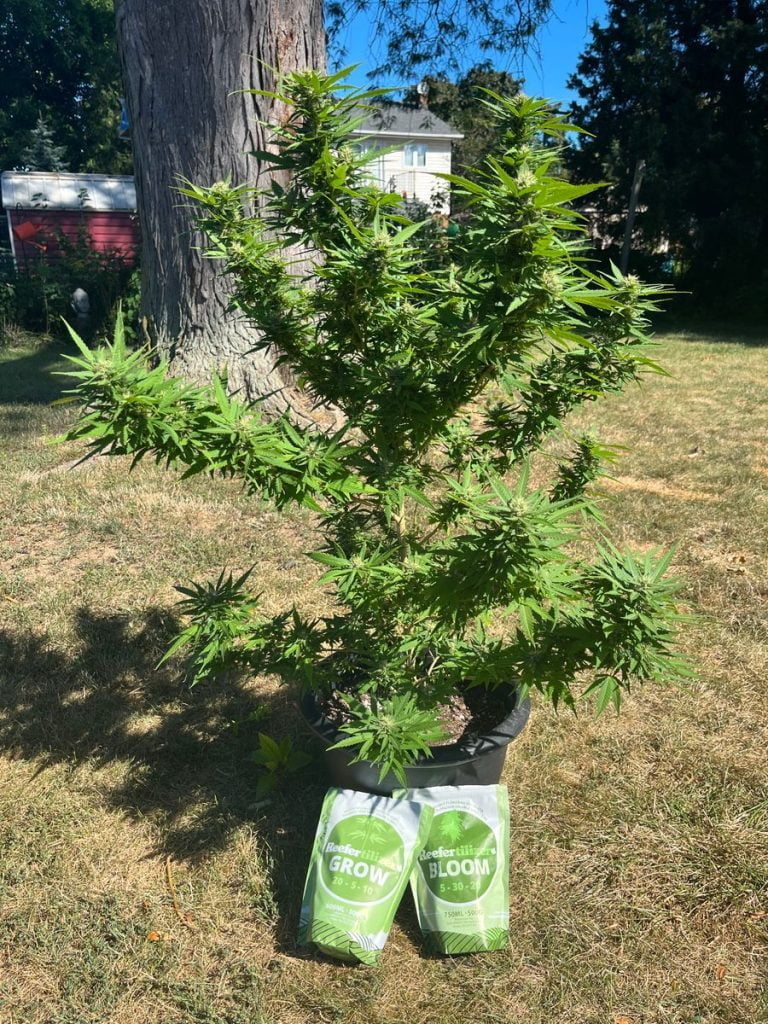 outdoor cannabis fertilizer
