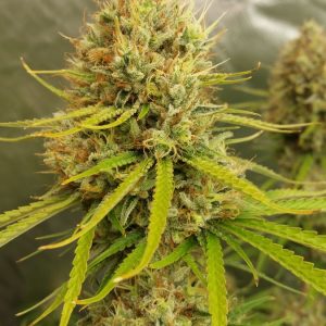 Review of Reefertilizer® Bloom Flowering Nutrients for Cannabis by Anonymous