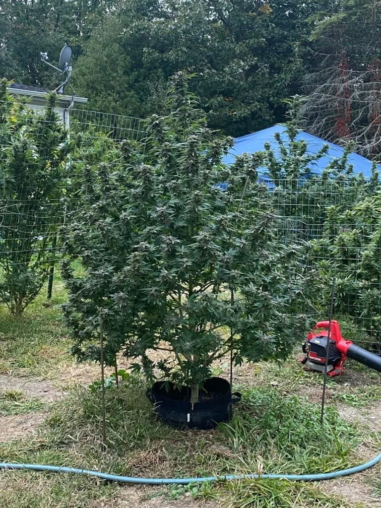 Best cannabis nutrients for growing in soil