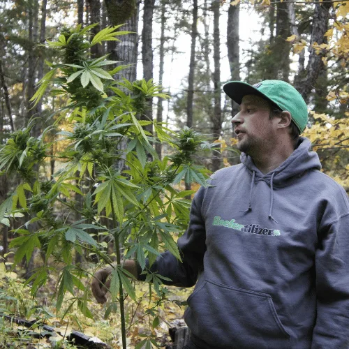 Mike van Reefertilizer het inspecteren van een cannabisplant