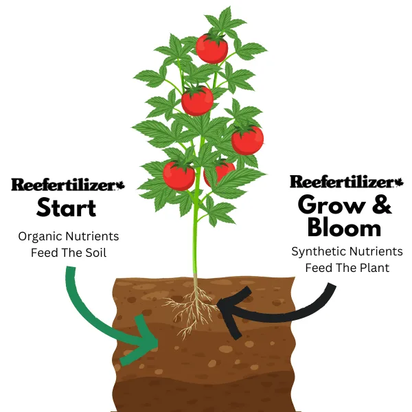 Growing Tomatoes with Reefertilizer