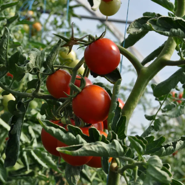 Growing tomatoes with cannabis fertilizer