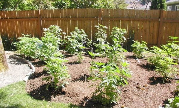 Grow cannabis outdoors