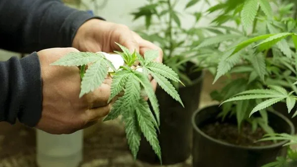 growing cannabis at home using cultivars