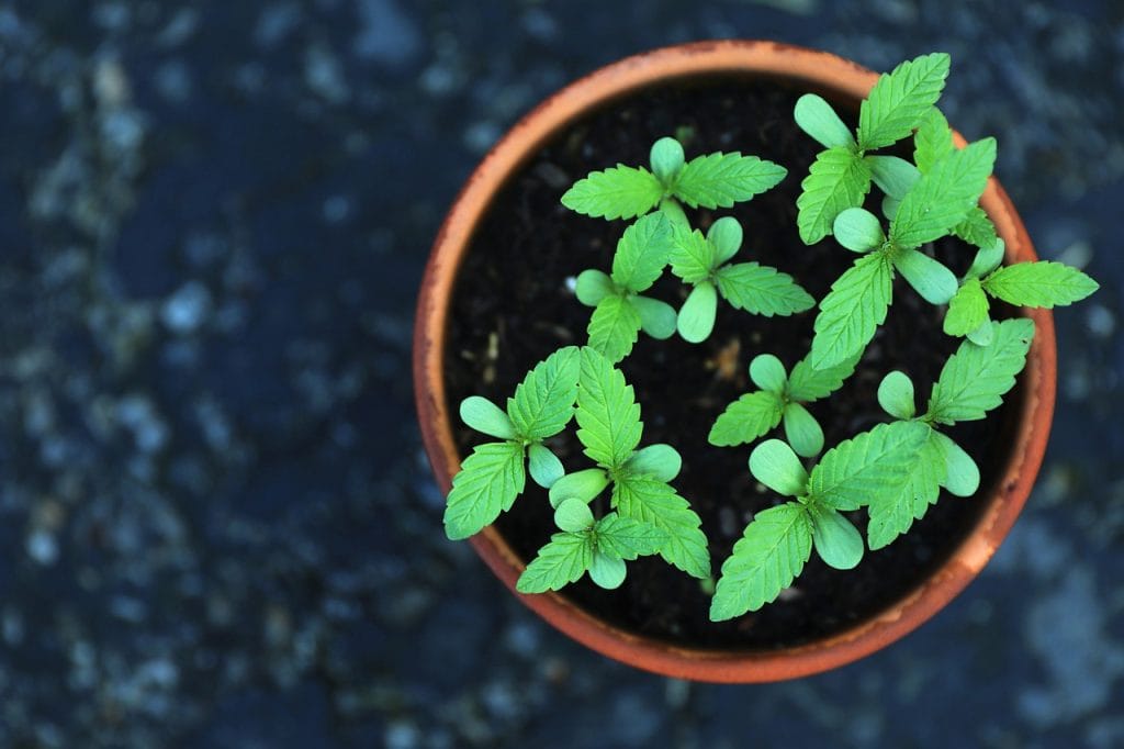 cannabis initial vegetation phase growing in pot