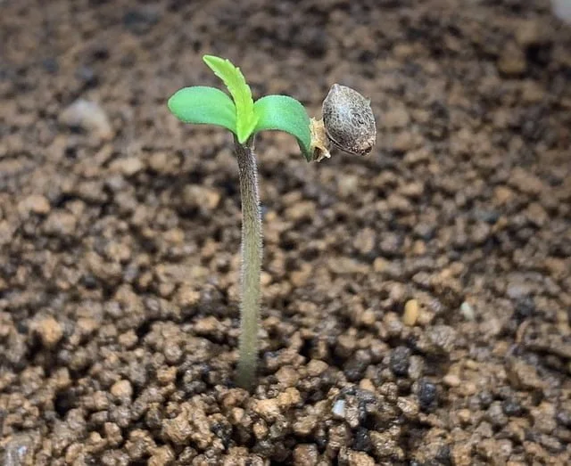 Cannabis just started growing from soil