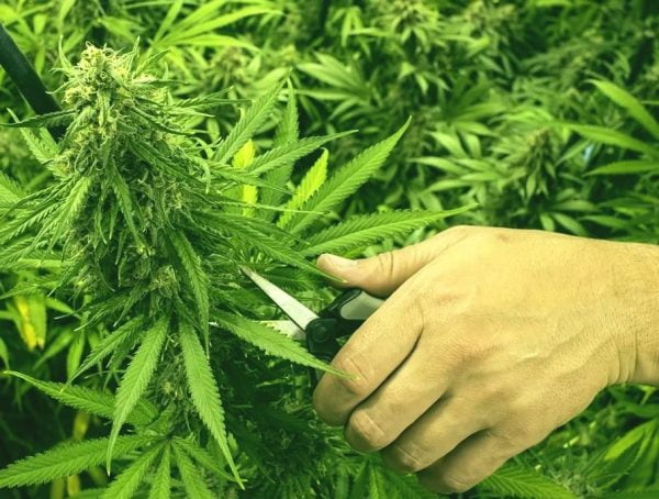 Tailler les plants de cannabis