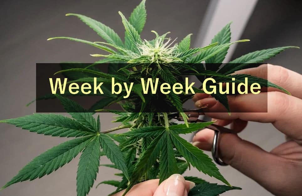 Week by Week guide banner