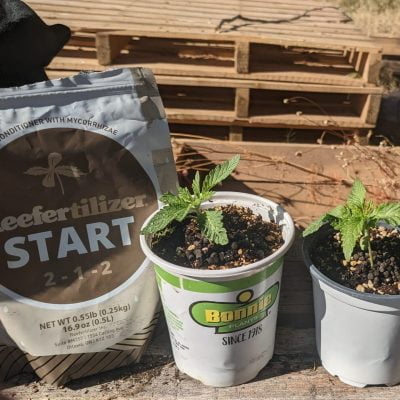 Reefertilizer Start being used on cannabis seedlings