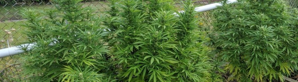 Cannabis being grown outdoors with fertilizer