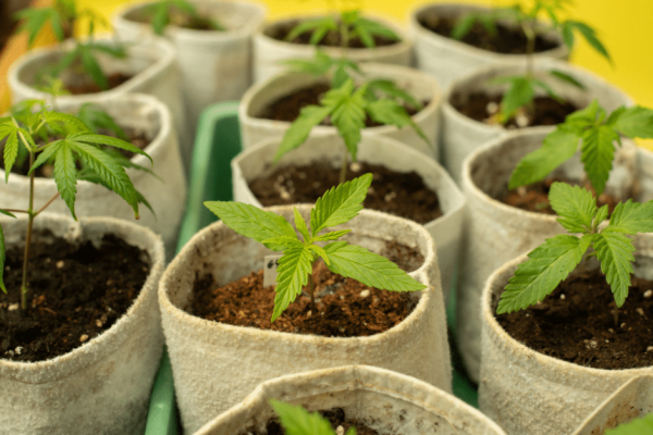 cannabis plants growing in fabric pots
