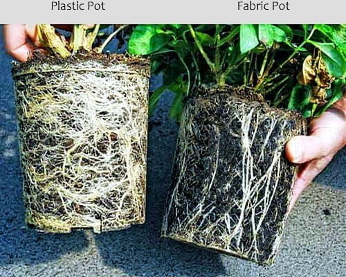 fabric pot vs plastic pot