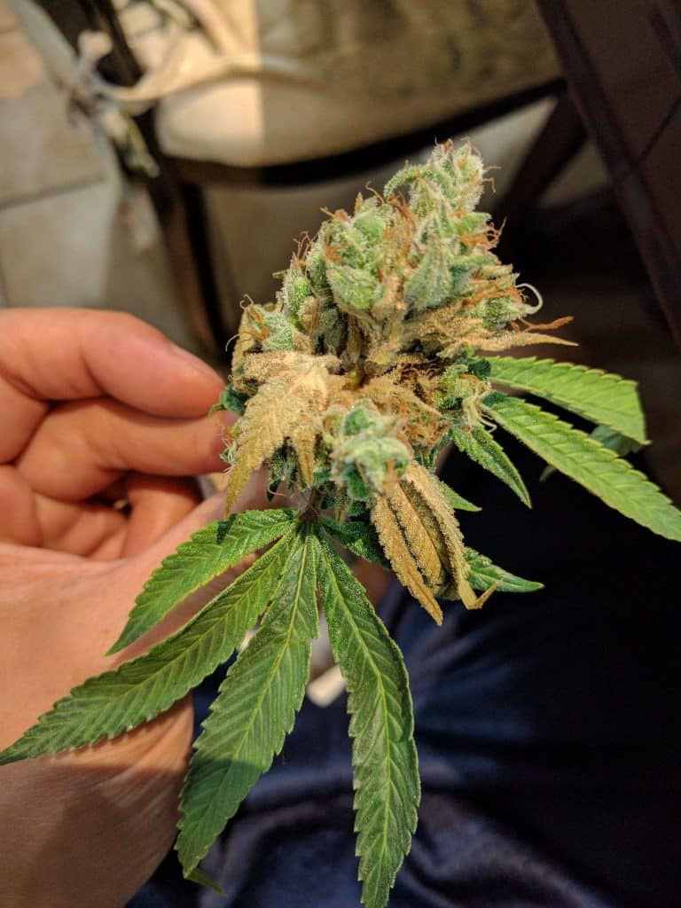 Image of Bud rot