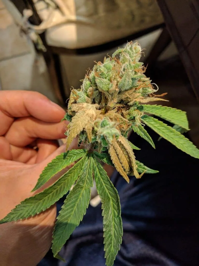 cannabis Bud rot mold