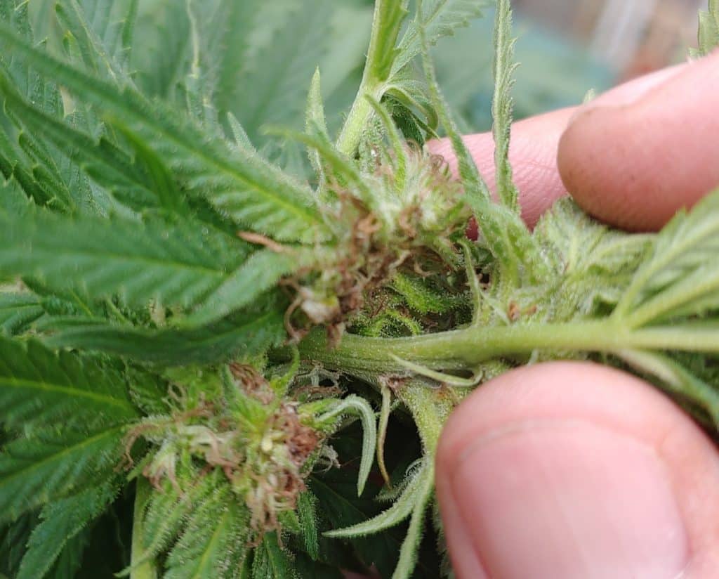 Initial stage of bud rot