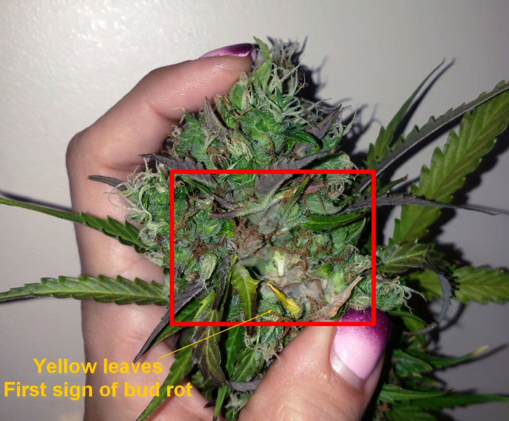Signs of bud rot