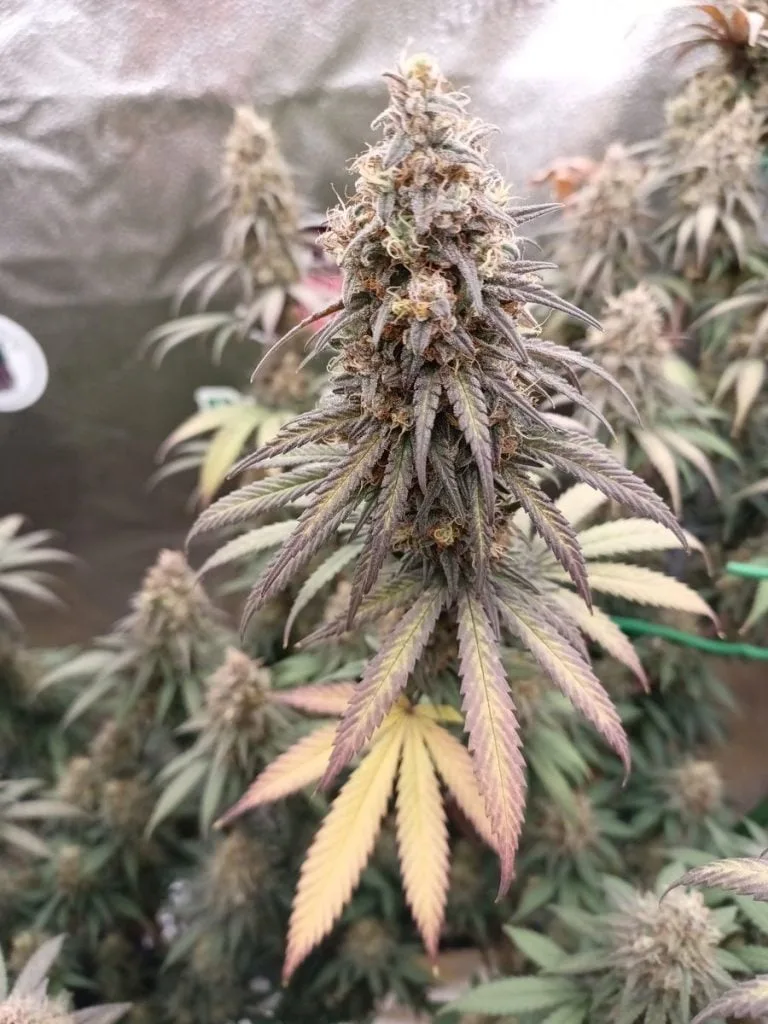 Indoor Cannabis Grown with Reefertilizer nutrients