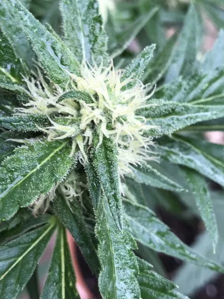 Flowering cannabis with flowering nutrients