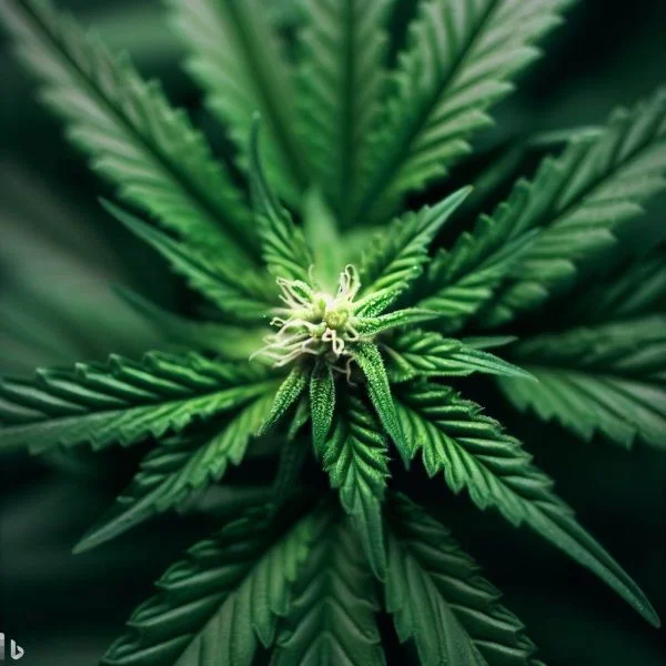 Cannabis flowering stage