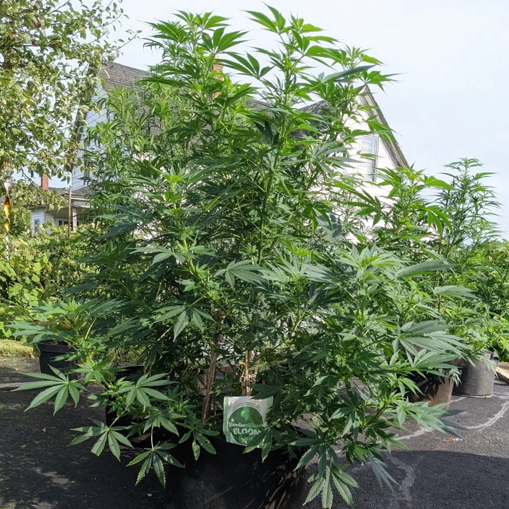week 1 cannabis flower