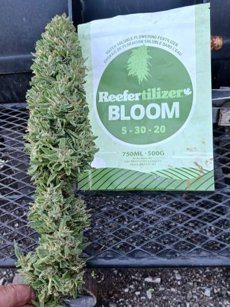 Easy Flowering Nutrients For Cannabis Growing Beginners