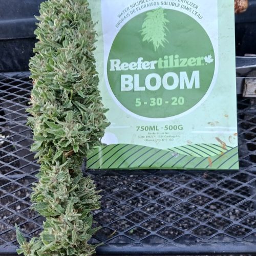 Easy Flowering Nutrients For Cannabis Growing Beginners