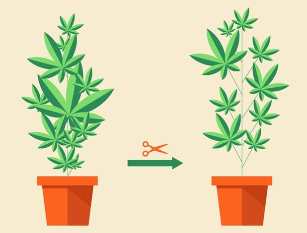 Illustration to defoliate cannabis