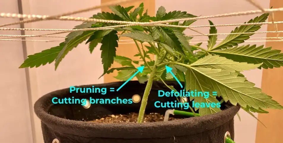 Pruning and Defoliation