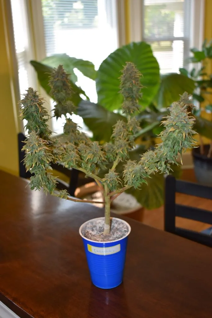 Solo Cup