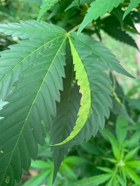 Sectorial Chimera on cannabis leaf