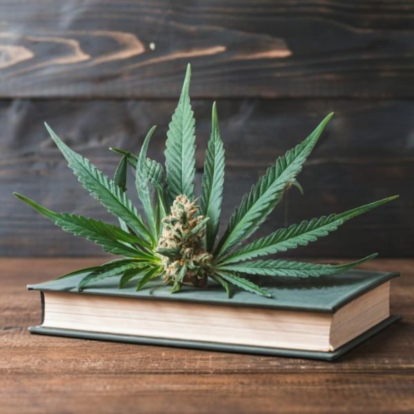 terminologie du cannabis