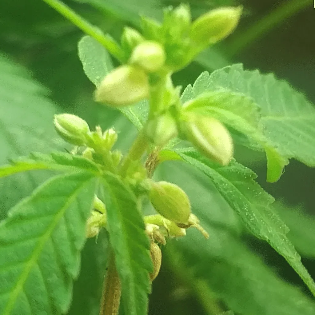 male pollen sacs