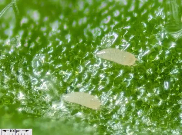 russet mites