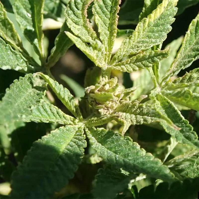 russet mite damage