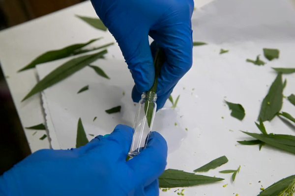 cannabis genetic study in laboratory