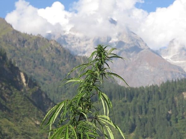 cannabis plant Landrace strain